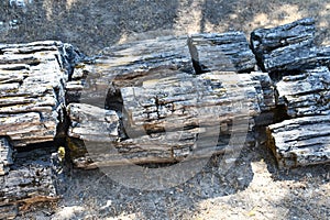 The Petrified Forest in Calistoga, California