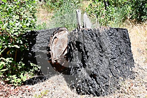 The Petrified Forest in Calistoga, California