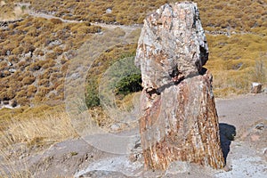 Petrified forest,lesbos