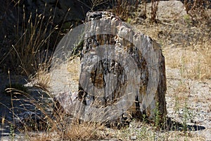 The Petrified Forest of Lesbos on Lesvos Island in Greece.