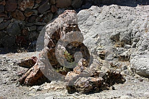 The Petrified Forest of Lesbos on Lesvos Island in Greece.