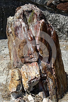 The Petrified Forest of Lesbos on Lesvos Island in Greece.