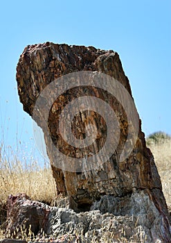 The Petrified Forest of Lesbos on Lesvos Island in Greece.