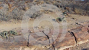 Petrified Forest, Namibia