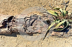 Petrified Forest, Namibia