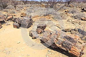 Petrified forest Namibia