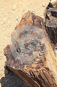 Petrified forest Namibia