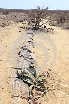 Petrified forest Namibia