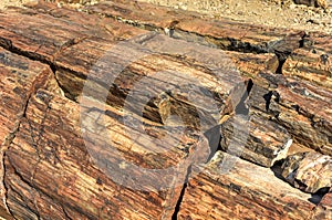 Petrified Forest, Namibia