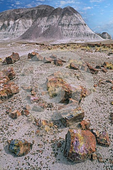 Petrified Forest National Park