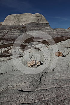 Petrified Forest National Park