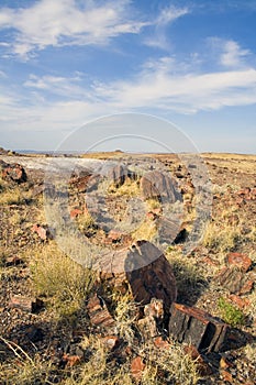 Petrified Forest National Park