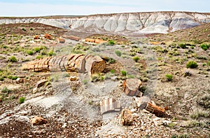 Petrified Forest National Park