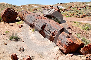 Petrified Forest