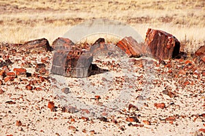 Petrified-Forest-National-Park, Arizona, USA