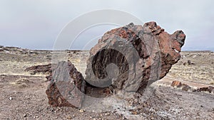 Petrified Forest National Park - Petrified wood