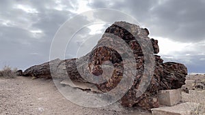 Petrified Forest National Park - Petrified wood