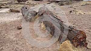 Petrified Forest National Park - Petrified wood