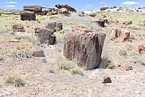 Petrified Forest National ParkThe Crystal Forest in the Petrified Forest National Park in Arizona