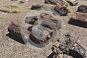 Petrified Forest National ParkThe Crystal Forest in the Petrified Forest National Park in Arizona