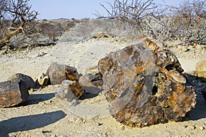 Petrified Forest, Natural Reserve