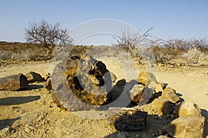 Petrified Forest, Natural Reserve