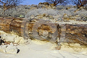 Petrified Forest, Natural Reserve