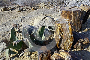 Petrified Forest, Natural Reserve