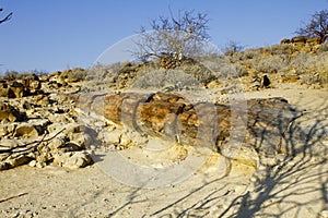 Petrified Forest, Natural Reserve