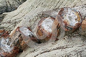 Petrified forest trunk