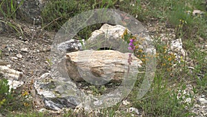 A petrified forest in which tree trunk