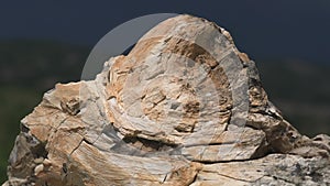 Petrified forest in which tree trunks have fossilized