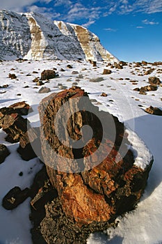 Petrified Forest in Winter