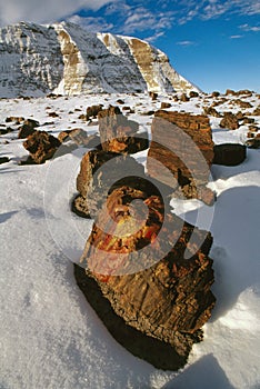 Petrified Forest in Winter