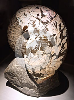 Petrified fossil nautilus from prehistoric seas