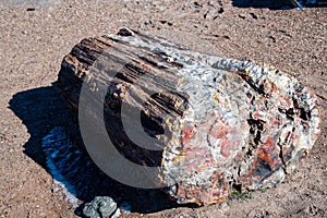 Petrified Log photo