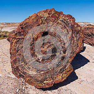 Petrified Log in National Park