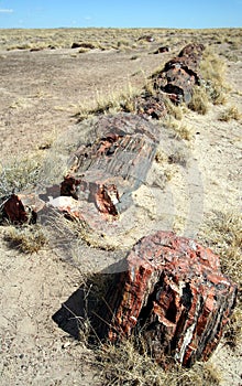 A Petrified Log in Petrified Forest