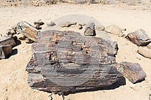 Petrified and mineralized tree trunk in the famous Petrified Forest National Park at Khorixas, Namibia, Africa. 280 million years
