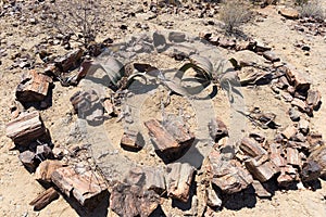 Petrified and mineralized tree trunk in the famous Petrified Forest National Park at Khorixas, Namibia, Africa. 280 million years