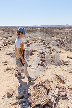 Petrified and mineralized tree trunk. Tourist in the famous Petrified Forest National Park at Khorixas, Namibia, Africa. 280 milli