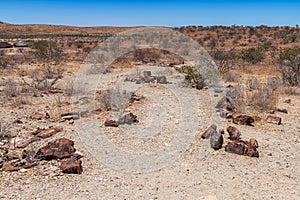Petrified and mineralized tree trunks, Khorixas, Damaraland, Namibia