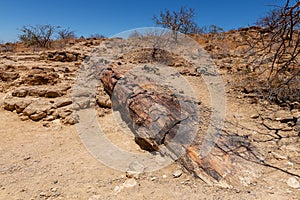 Petrified and mineralized tree trunks, Khorixas, Damaraland, Namibia