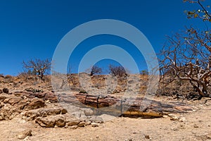 Petrified and mineralized tree trunks, Khorixas, Damaraland, Namibia