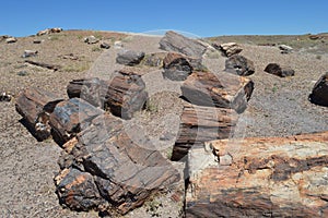 Petrified National Forest Log Sections in desert floor Arizona