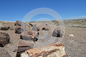 Petrified National Forest Log Sections in desert floor Arizona