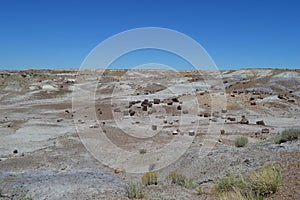 Petrified National Forest Log Sections in desert floor Arizona