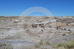 Petrified National Forest Log Sections in desert floor Arizona