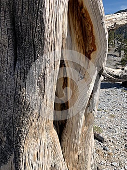 Petrified Pine Tree Along The Trails of The Spring Mountains Forest National Park, Nevada