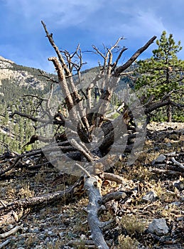 Petrified Pine Tree Along The Trails of The Spring Mountains Forest National Park, Nevada